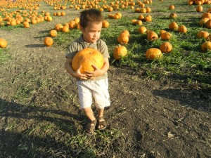 Picking a pumpkin
