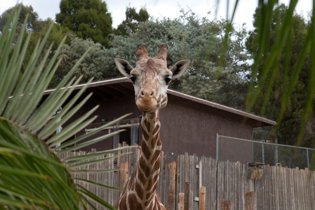 Giraffe at the Oakland Zoo