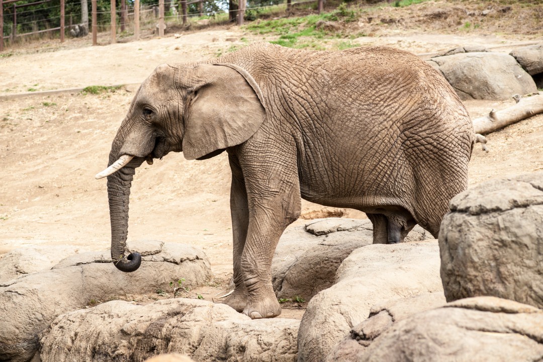 Elephant at the Oakland Zoo