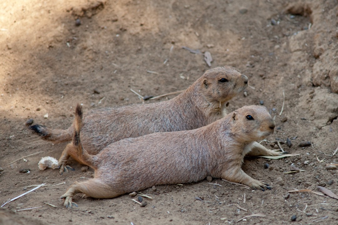 Prarie dogs