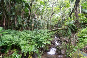 Hawaii Tropical Botanical Garden