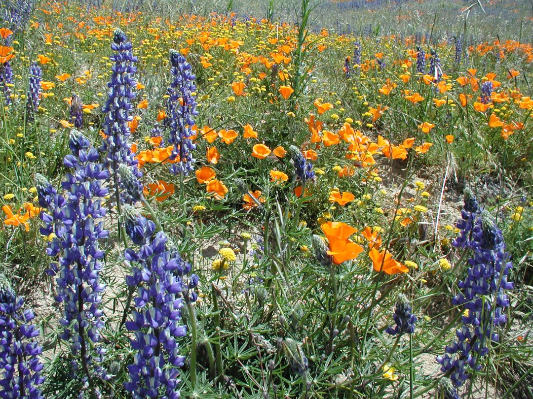 Lupins and poppies